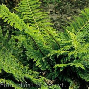Polystichum setiferum 'Herrenhausen'. <br/>Mosbregne