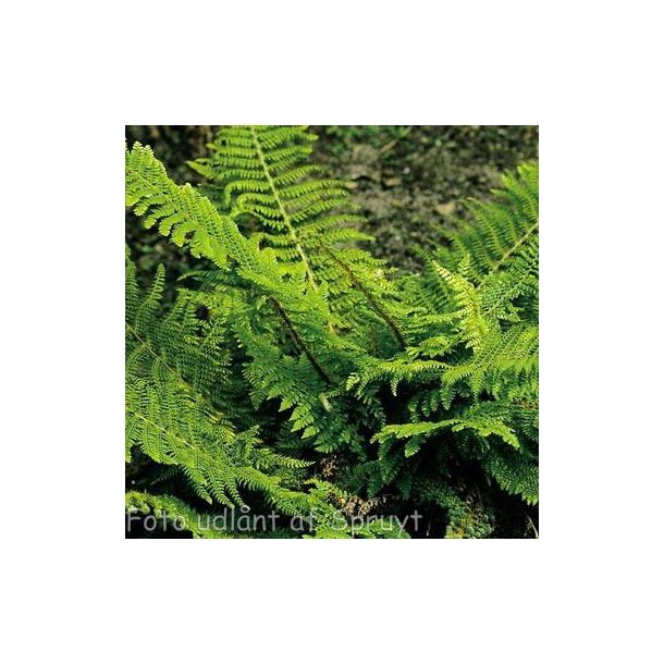 Polystichum setiferum 'Herrenhausen'. <br/>Mosbregne