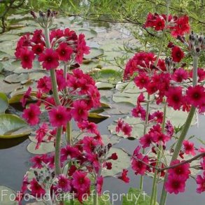 Primula pulverulenta. <br/>Primula