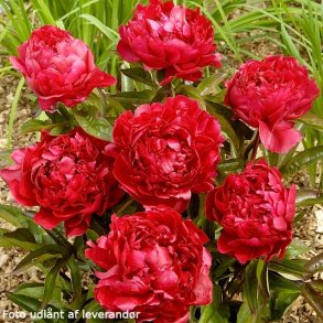 Paeonia lactiflora 'Felix Crousse'. <br/>Silkep�on