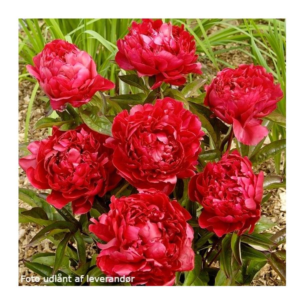 Paeonia lactiflora 'Felix Crousse'. <br/>Silkep�on