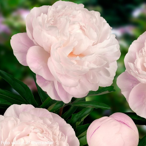 Paeonia lactiflora 'Gardenia'. <br/>Silkep�on