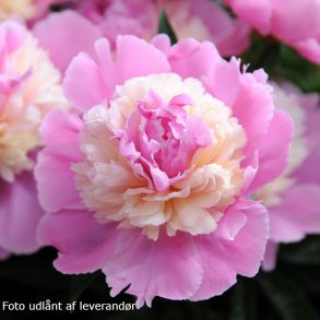 Paeonia lactiflora 'Sorbet'. <br/>Silkep�on