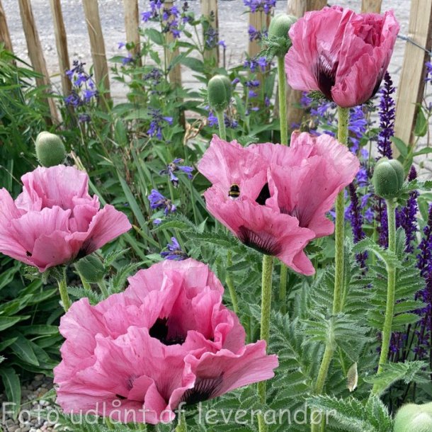 Papaver orientale 'Pink Perfection'. <br/>Valmue