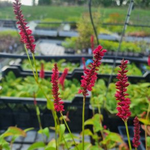 Persicaria amplexicaulis - ukendt sort. <br/>Kertepileurt