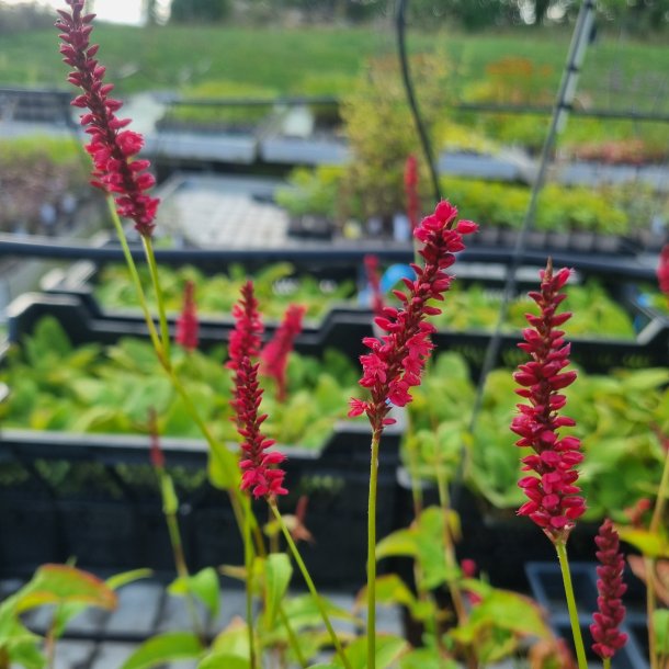 Persicaria amplexicaulis - ukendt sort. <br/>Kertepileurt