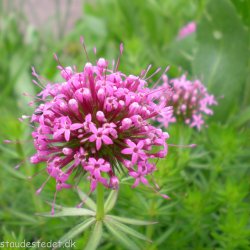 Phuopsis stylosa. <br/>Rosenskovmrke
