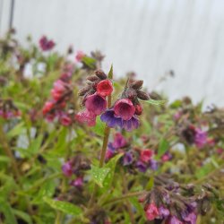Pulmonaria 'Raspberry Splash'. <br/>Lungeurt