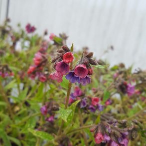 Pulmonaria 'Raspberry Splash'. <br/>Lungeurt