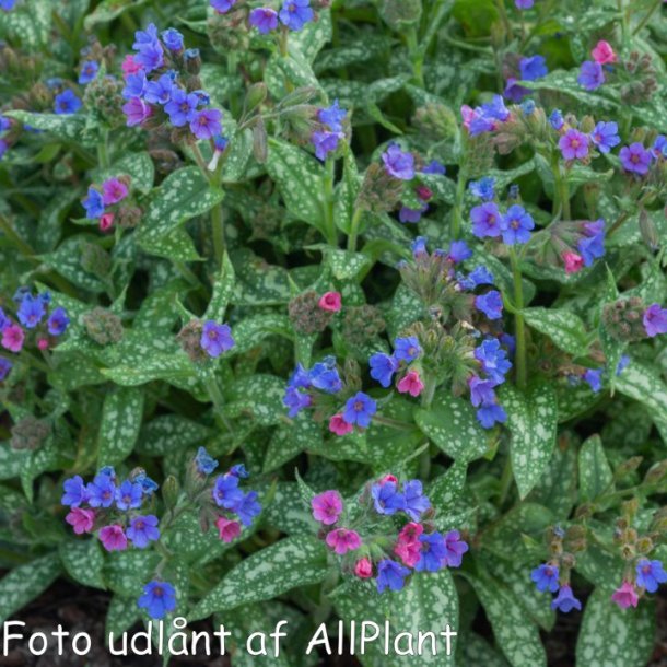Pulmonaria 'Trevi Fountain'. <br/>Lungeurt