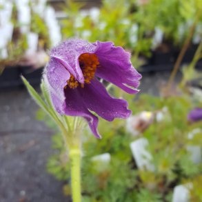 Pulsatilla vulgaris. <br/>Kobj�lde