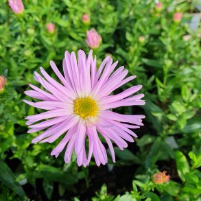 Symphyotrichum novi-belgii 'Fellowship'.<br/>Asters