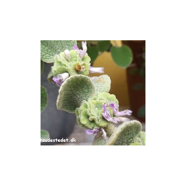 Pseudodictamnus mediterraneus.