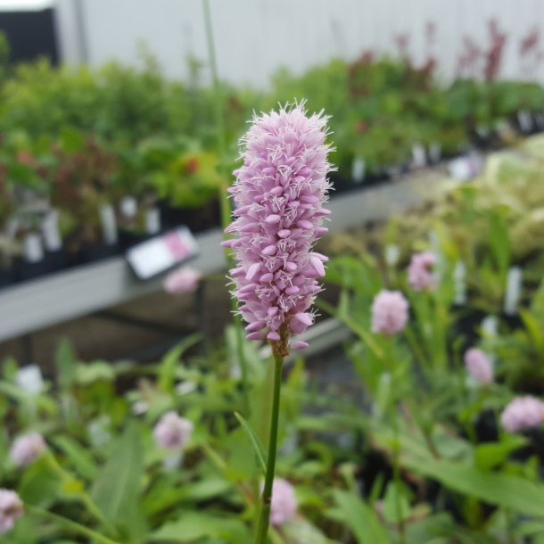 Persicaria bistorta 'Superba'. <br/>Slangeurt