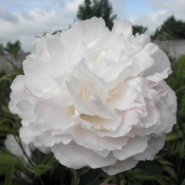 Paeonia lactiflora 'Shirley Temple'. <br/>Silkepon