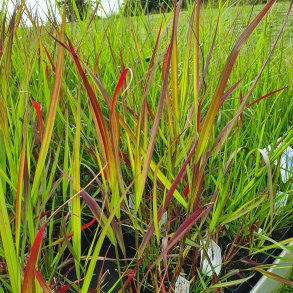 Panicum virgatum 'Squaw'. <br/>Hirse
