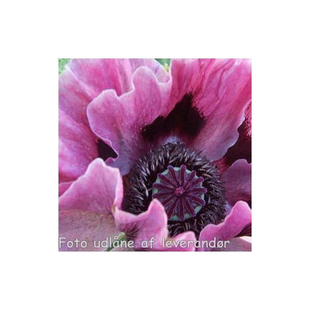 Papaver orientale 'Central Park'. <br/>Valmue