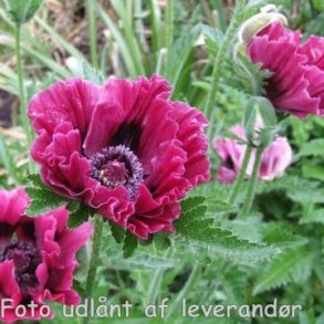 Papaver orientale 'Harlem'. <br/>Valmue