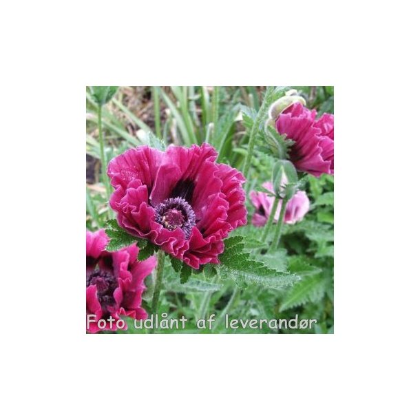 Papaver orientale 'Harlem'. <br/>Valmue