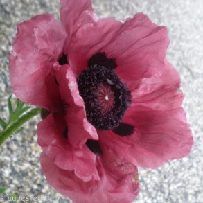 Papaver orientale 'Patty's Plum'. <br/>Valmue
