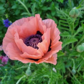 Papaver orientale 'Prinzessin Victoria Louise'. <br/>Valmue