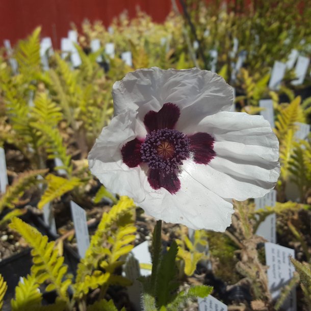 Papaver orientale 'Royal Wedding'. <br/>Valmue