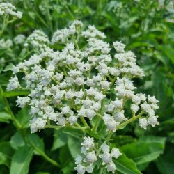 Parthenium integrifolium. <br/>Vild kinin
