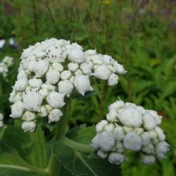 Parthenium integrifolium. <br/>Vild kinin
