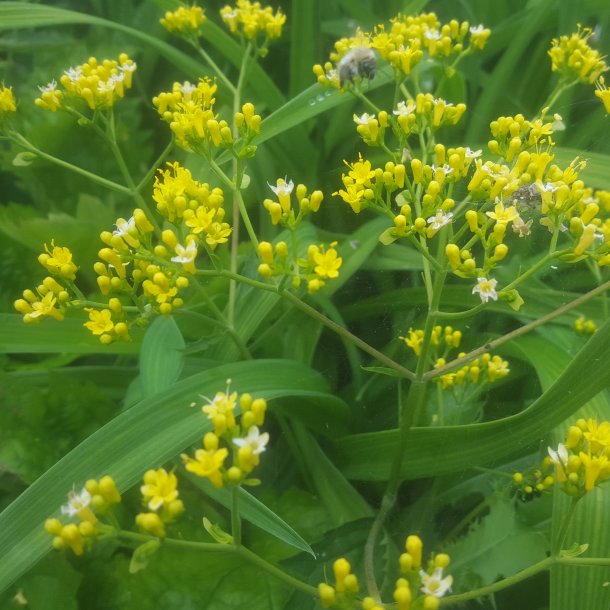 Patrinia gibbosa. <br/>Guldbaldrian