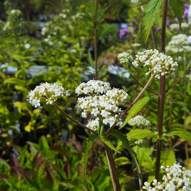 Patrinia villosa. <br/>Guldbaldrian