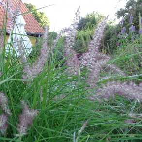 Pennisetum orientale 'Karley Rose'. <br/>Lampepudsergrs