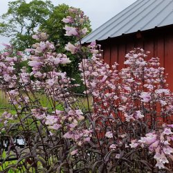 Penstemon 'Dark Towers'. <br/>R�rblomst