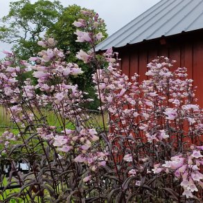 Penstemon 'Dark Towers'. <br/>R�rblomst