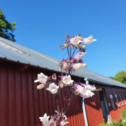Penstemon 'Dark Towers'. <br/>R�rblomst