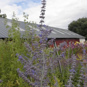 Salvia yangii 'Blue Spire'. <br/>Russisk salvie