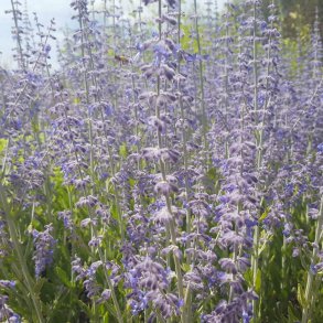 Salvia yangii 'Little Spire'. <br/>Russisk Salvie