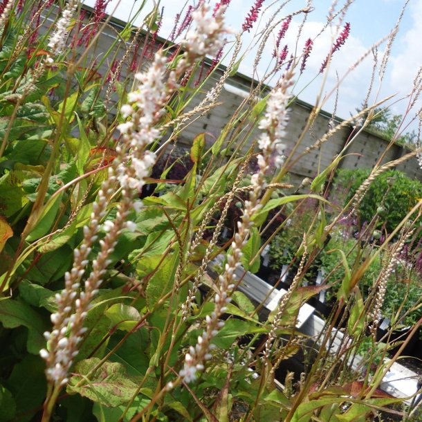 Persicaria amplexicaulis 'Alba'. <br/>Kertepileurt