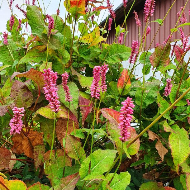 Persicaria amplexicaulis 'Ample Pink'. <br/>Kertepileurt