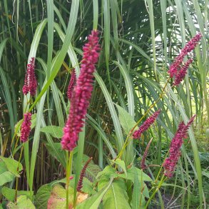 Persicaria amplexicaulis 'Blackfield'. <br/>Kertepileurt