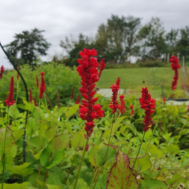 Persicaria amplexicaulis 'Bloody Mary'. <br/>Kertepileurt