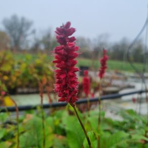 Persicaria amplexicaulis BONFIRE 'Bokrafire'. <br/>Kertepileurt