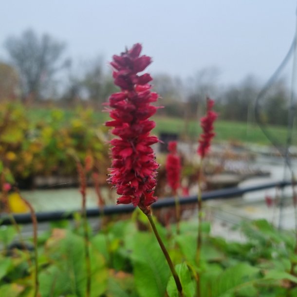 Persicaria amplexicaulis 'Bonfire'. <br/>Kertepileurt