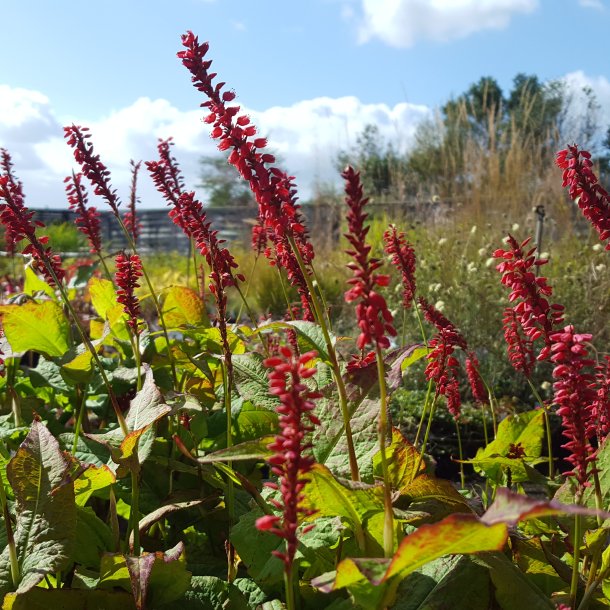 Persicaria amplexicaulis JS 'Caliente'. <br/>Kertepileurt