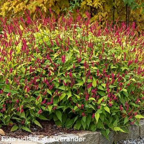 Persicaria amplexicaulis 'Cottesbrook Gold'. <br/>Kertepileurt