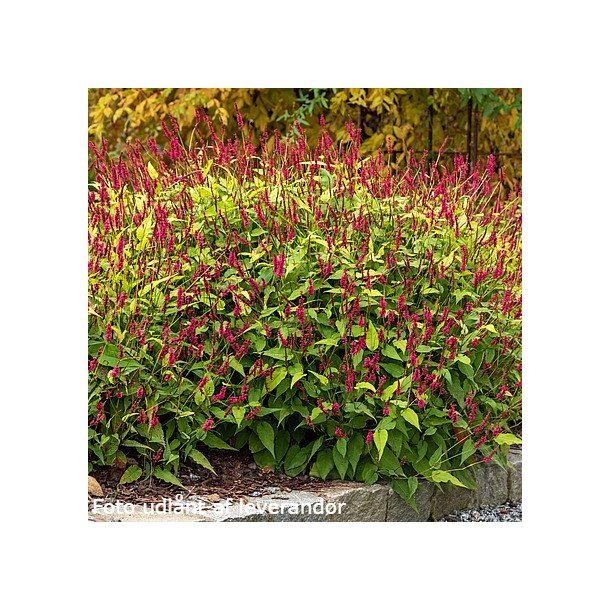 Persicaria amplexicaulis 'Cottesbrook Gold'. <br/>Kertepileurt