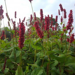 Persicaria amplexicaulis 'Fat Domino'. <br/>Kertepileurt