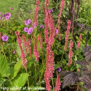 Persicaria amplexicaulis 'Flamingo Feathers'. <br/>Kertepileurt