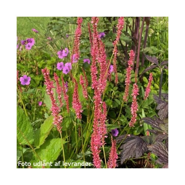 Persicaria amplexicaulis 'Flamingo Feathers'. <br/>Kertepileurt