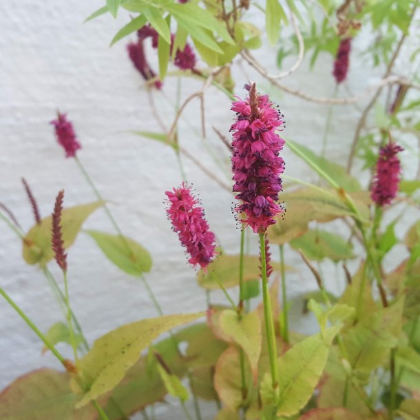 Persicaria amplexicaulis 'Golden Arrow'. <br/>Kertepileurt