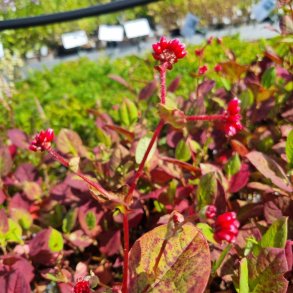 Persicaria chinensis var. ovalifolia 'Indian Summer'. <br/>Pileurt